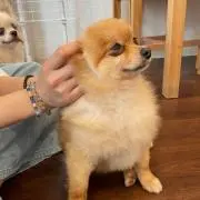 りさの画像