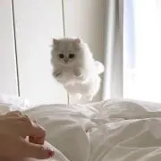 Minaの画像