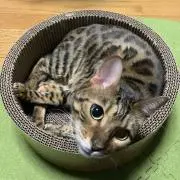 ぱぷりか。の画像