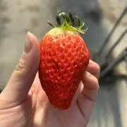 いちごの画像