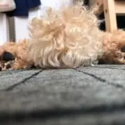 きゃりの画像