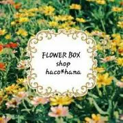 haco*hana