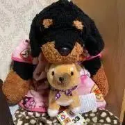さとぼんの画像
