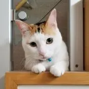 さっともの画像