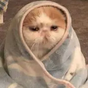 黒辰の画像