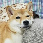たけのこの画像