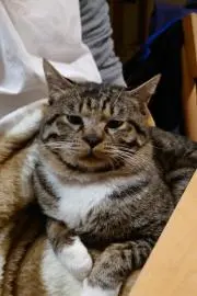 福介の画像