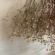 ミの画像