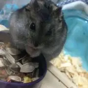 かたたま