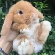 ろっぷ