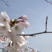 小坂の画像