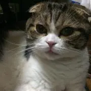 リリリの画像