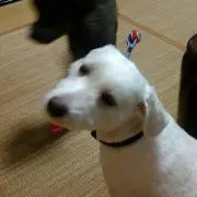 よしひり