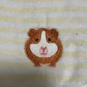 モルモッターの画像