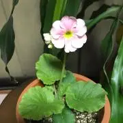 のり