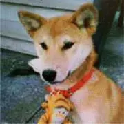 ぷちまかろんの画像