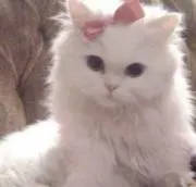 ⑅﻿の画像