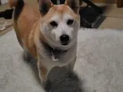 ぐんの画像