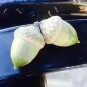 和の画像
