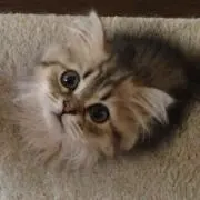 ななさん