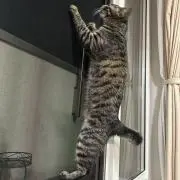 ハト