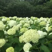 haruの画像