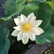 なつの画像
