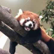わかの画像
