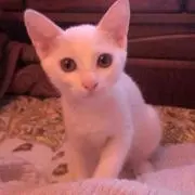 キー子