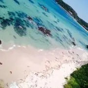 アボガドの画像