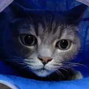 にゃんの画像