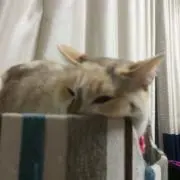 ががががの画像