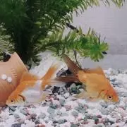 もちもちの画像
