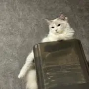 ちーの画像