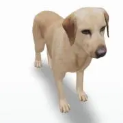 いっぬ