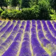 みみ7月25-28日まで発送不可の画像