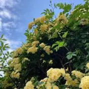 yoccoの画像