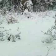 蓮宵＊プロフ必読の画像