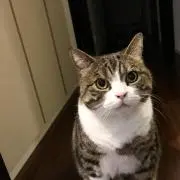 あかっさの画像