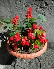 ぷくぷくの画像