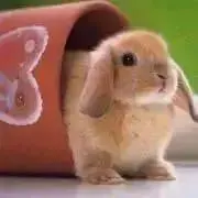 りったん。の画像