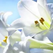 しみこーん