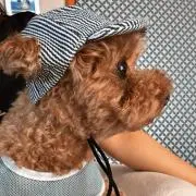 ゆっぴの画像