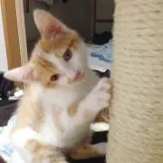 にゃにゃっと