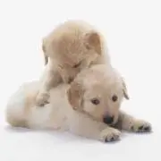 わんこ
