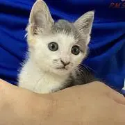 もっちの画像