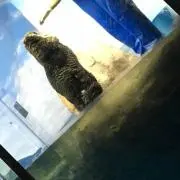 るり