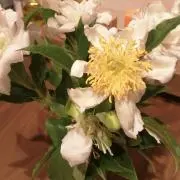 ころの画像