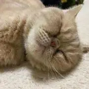 ぽむ。の画像