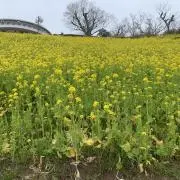 ころもの画像